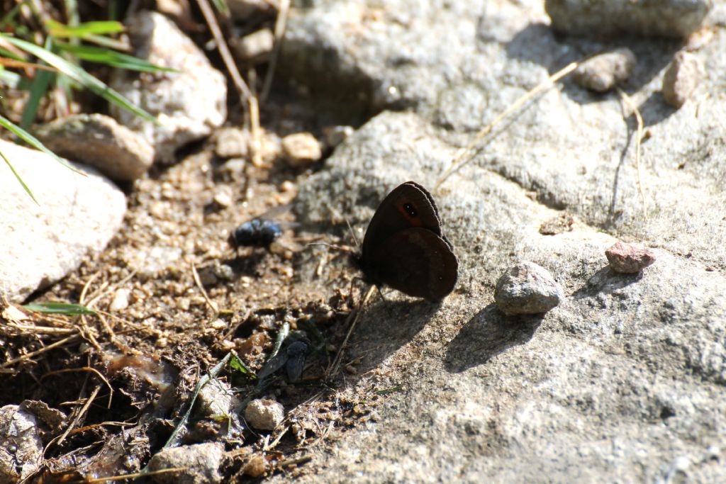 Erebia euryale? No, Erebia aethiops